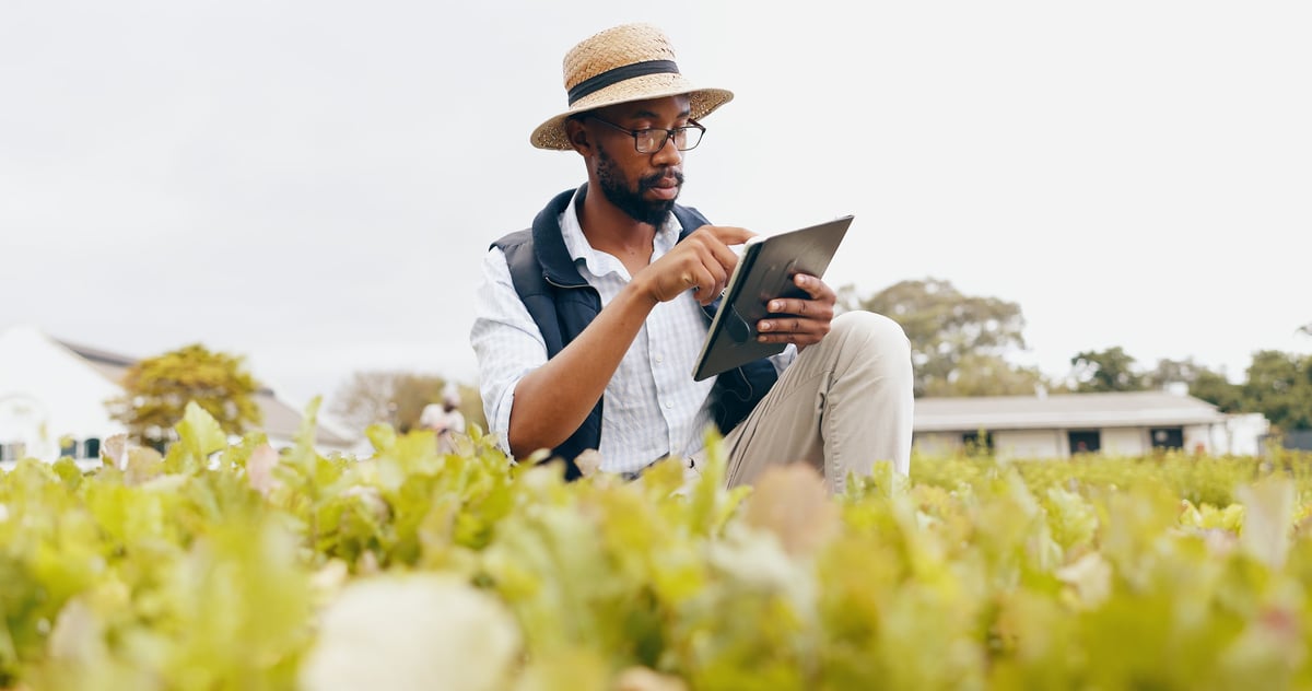 Black man with tablet and farming in greenhouse for harvest and inspection of crops