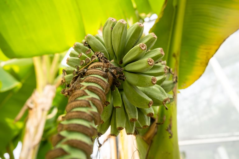 Banane-plantain