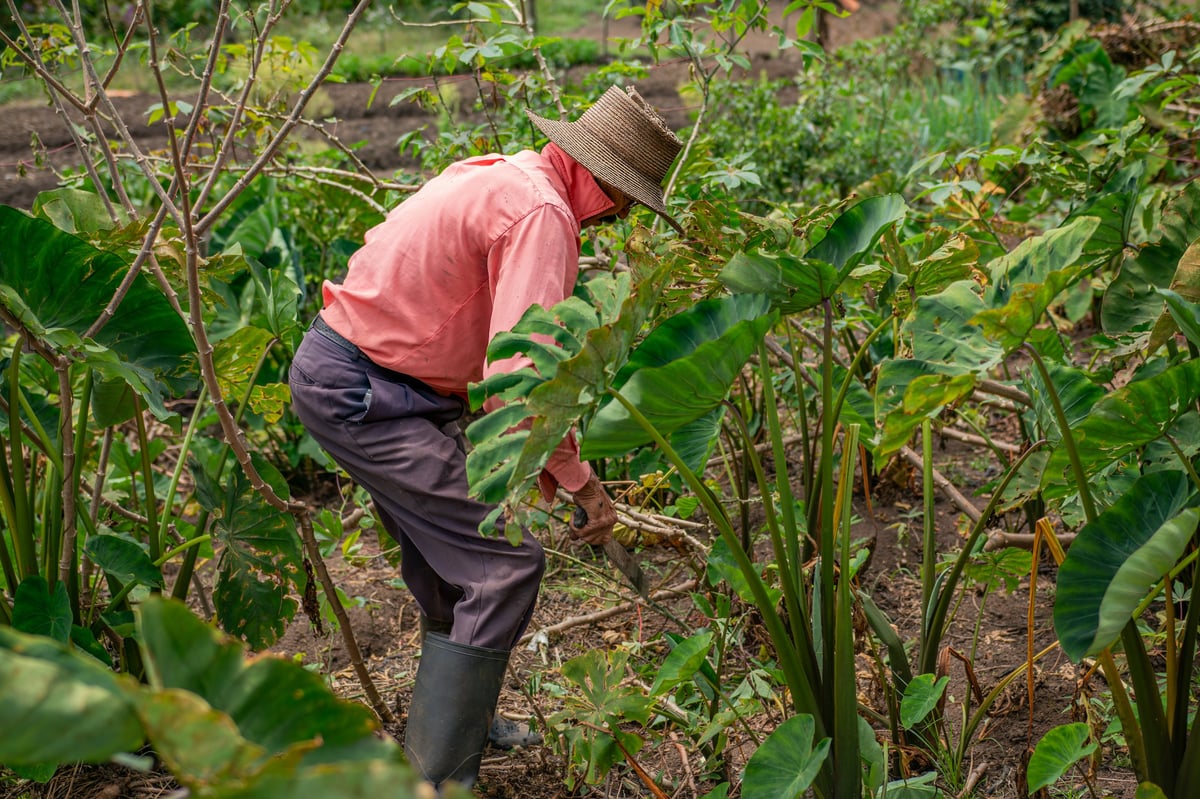 Elderly Farmer Tending to the Family's Organic Garden, Harvesting and Planting Vegetables