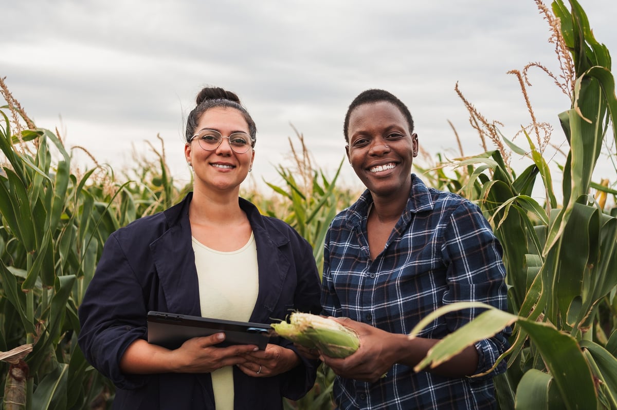 Two women working together in agriculture, inspecting corn crop and using digital tablet