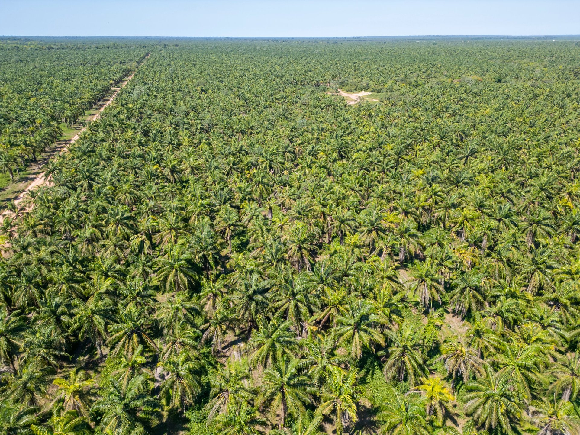 Plantation de palmiers