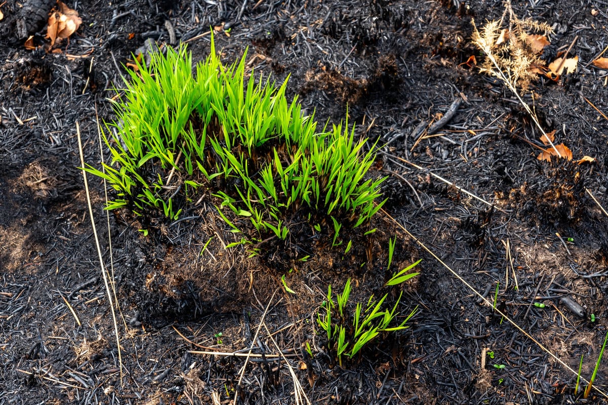 Réhabilitation de terres endommagées avec nouvelle croissance