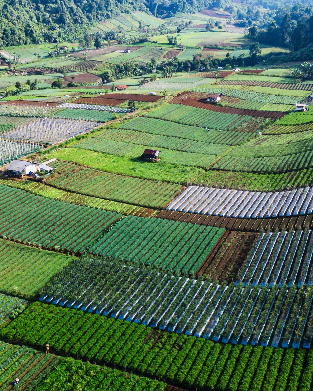 Agriculture durable au Cameroun — eProj