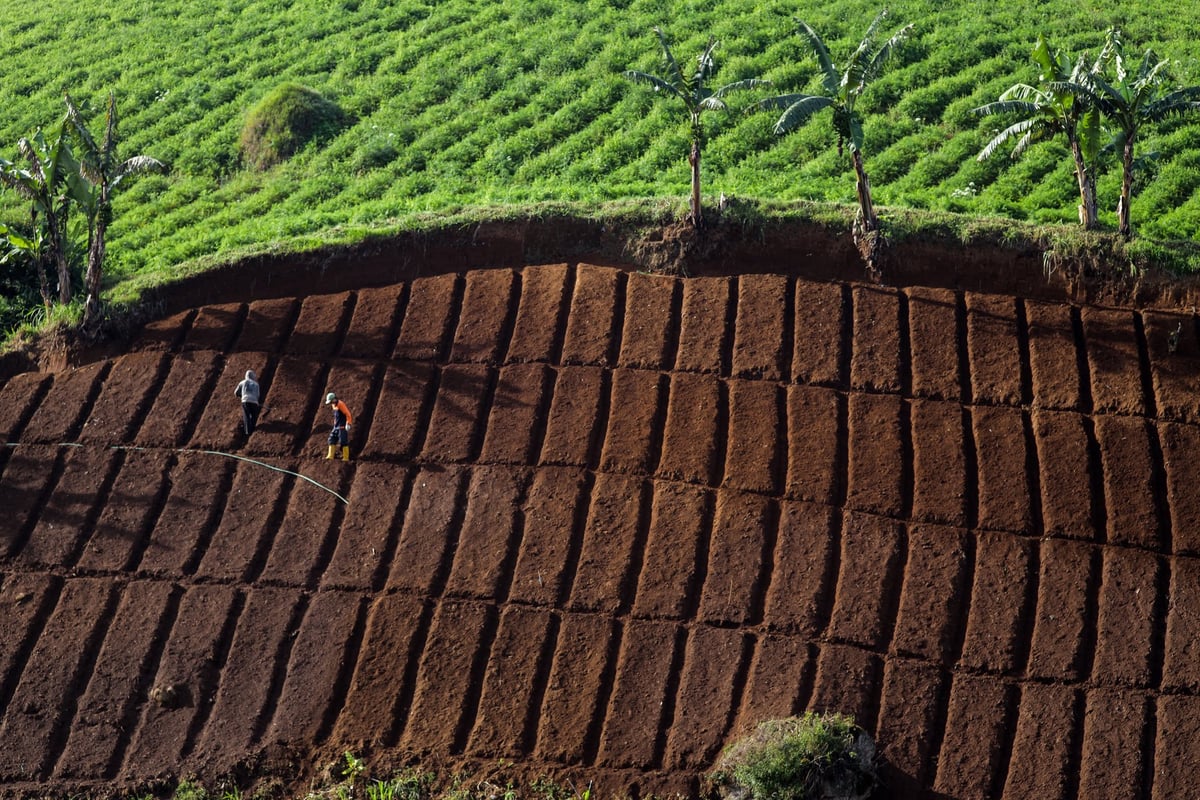 Terrains agricoles fertiles prêts pour l'exploitation en fermage