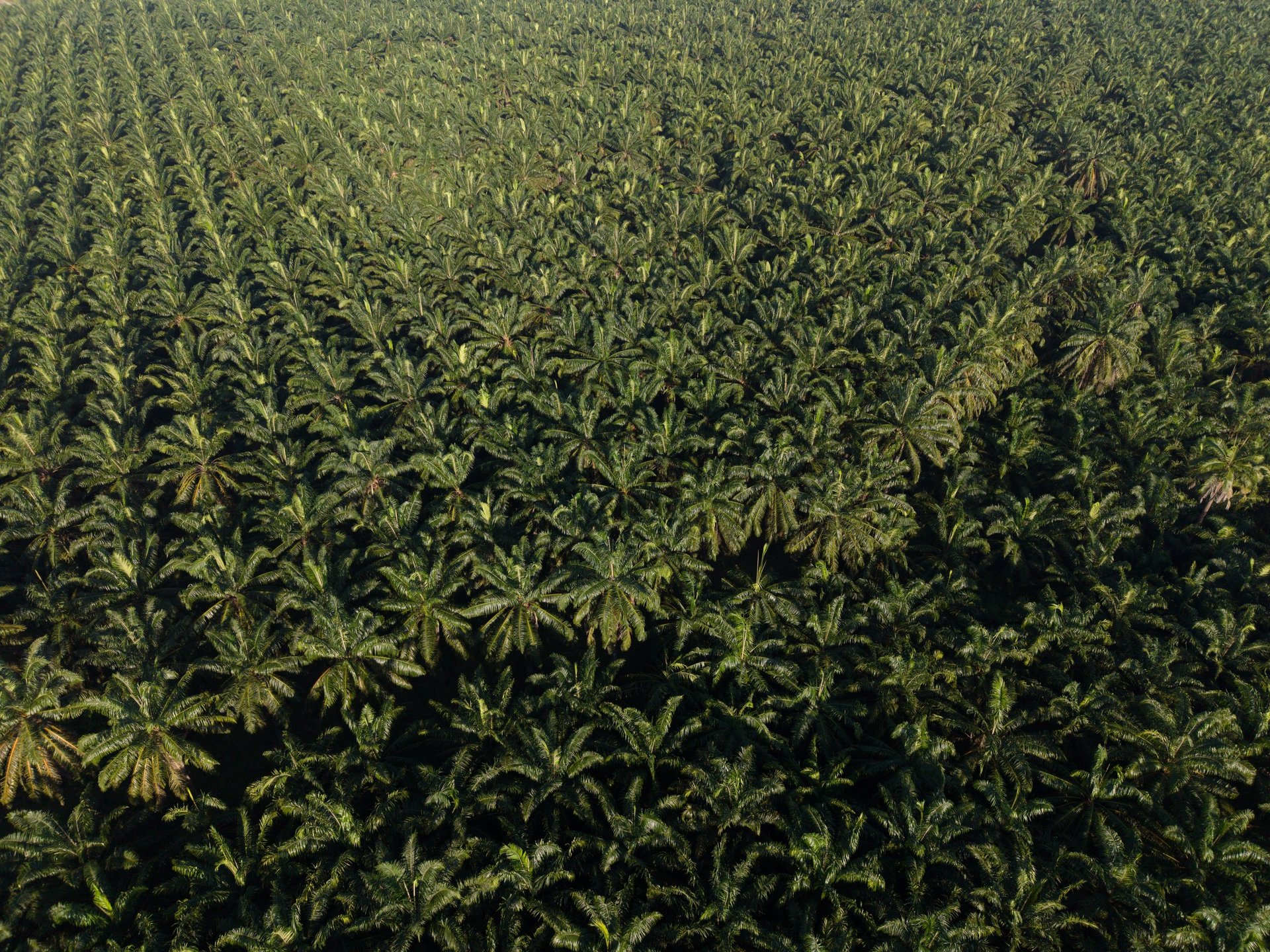 Plantation de palmiers à huile