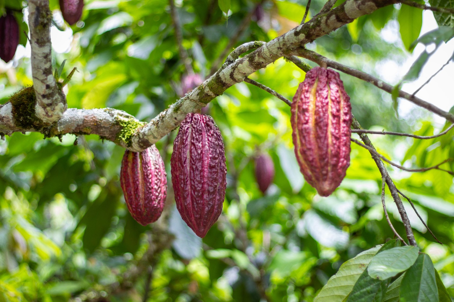 Plantation de cacao au Cameroun
