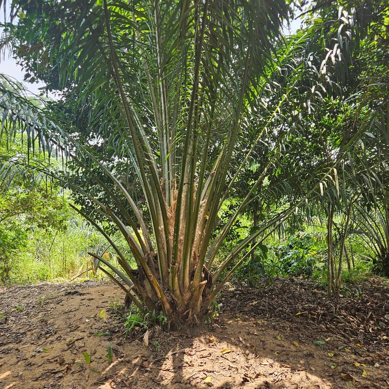 Large palm tree with multiple tall fronds radiating from thick brown trunk in tropical forest setting