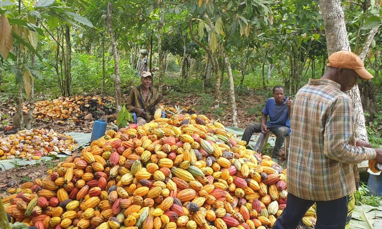 Farmers harvesting cacao pods in a tropical plantation, with large piles of yellow and red pods on the ground